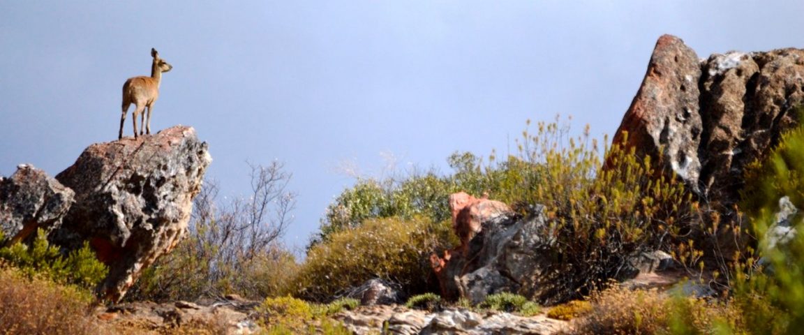 Cederberg, Rocklands
