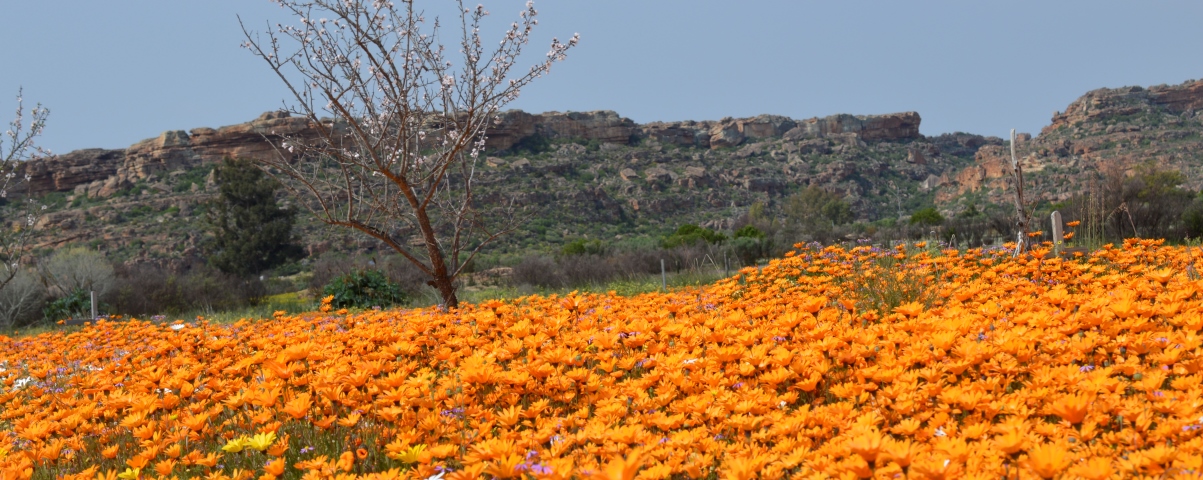 Cederberg, Rocklands